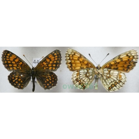 Melitaea athalia (Rottemburg, 1775) pair Przeplatka atalia Poland44n